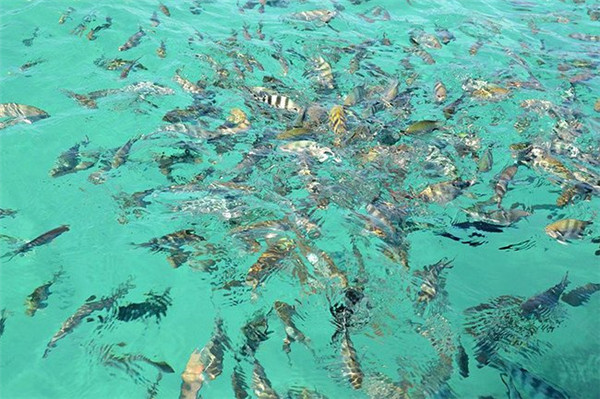 毛里求斯蓝湾 毛里求斯蓝湾
