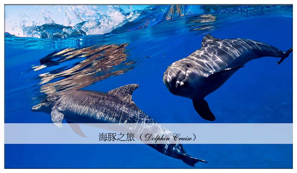 海豚之旅 海豚之旅