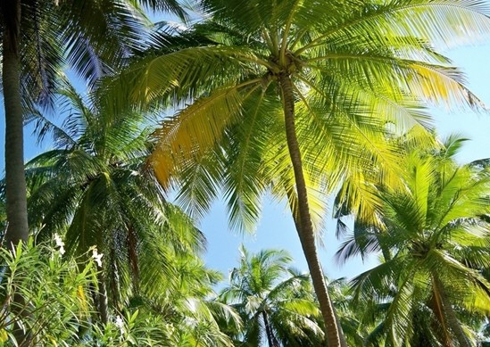 马尔代夫椰子