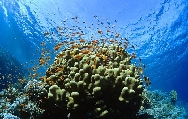 马尔代夫珊瑚