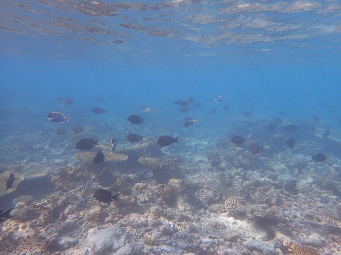 马尔代夫蓝色美人蕉岛Thulhagiri Island Resort