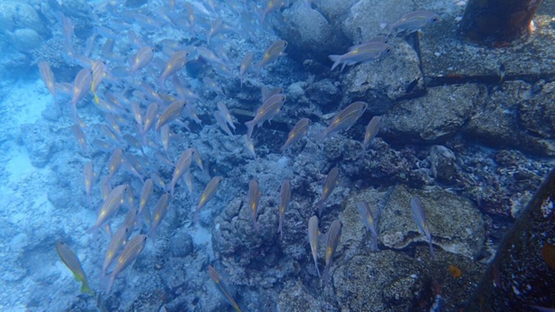 马尔代夫浮潜