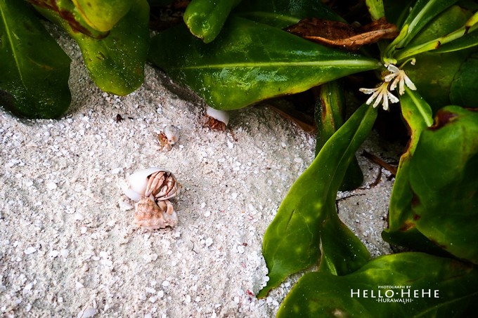 芙拉瓦丽岛 Hurawalhi Maldives