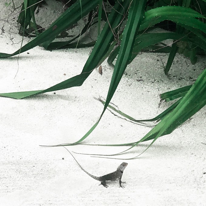 芙拉瓦丽岛 Hurawalhi Maldives