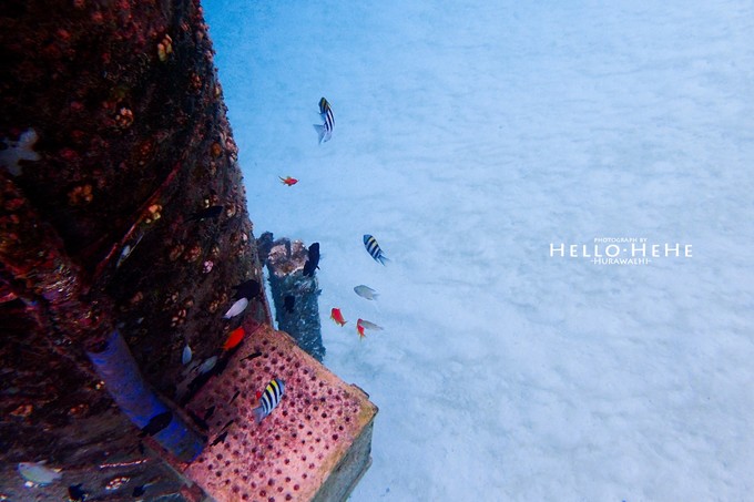 芙拉瓦丽岛 Hurawalhi Maldives