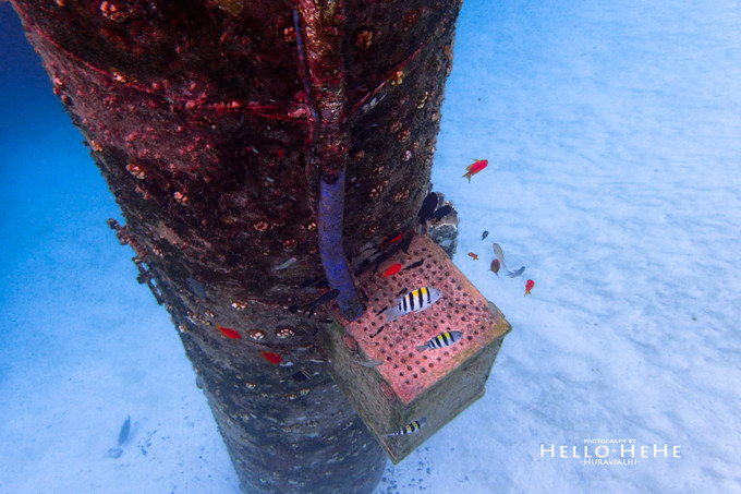 芙拉瓦丽岛 Hurawalhi Maldives