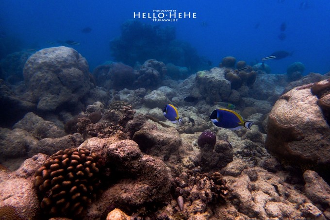 芙拉瓦丽岛 Hurawalhi Maldives