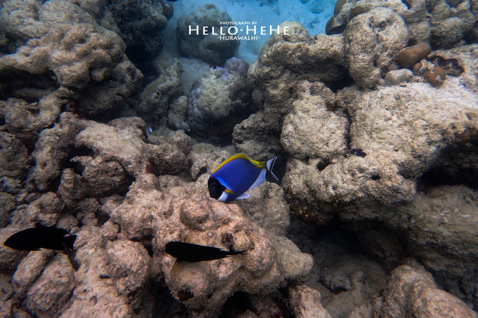 芙拉瓦丽岛 Hurawalhi Maldives