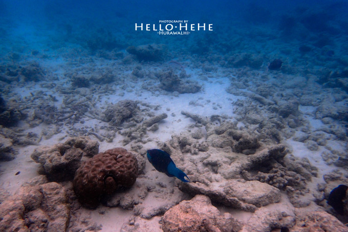 芙拉瓦丽岛 Hurawalhi Maldives