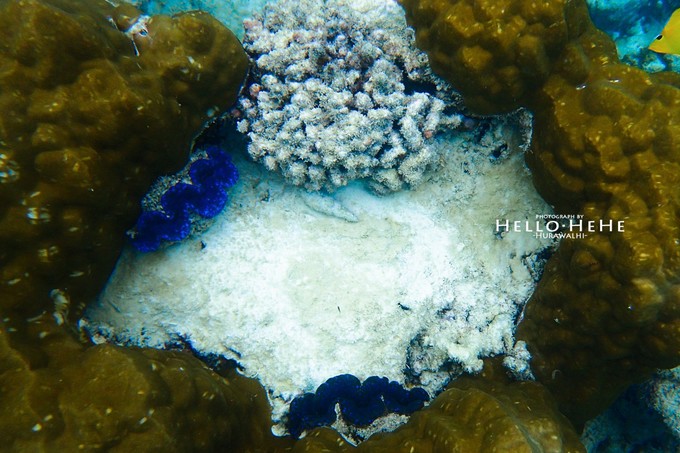 芙拉瓦丽岛 Hurawalhi Maldives