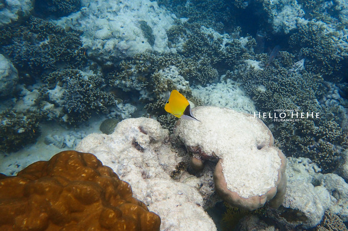 芙拉瓦丽岛 Hurawalhi Maldives