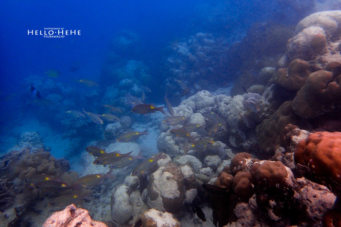 芙拉瓦丽岛 Hurawalhi Maldives