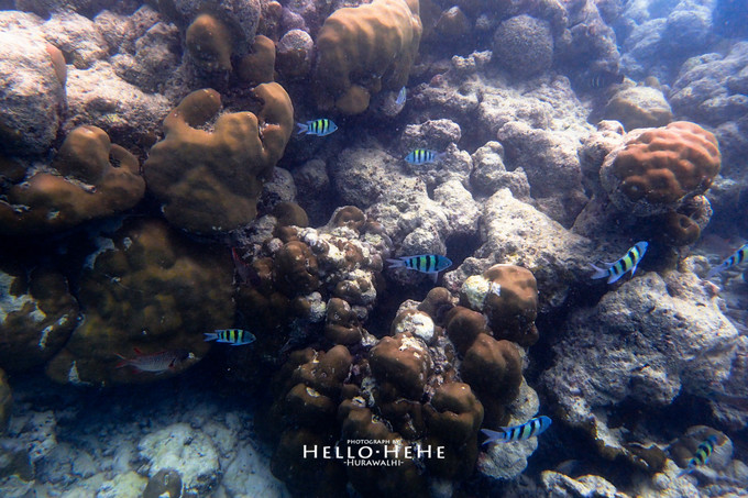 芙拉瓦丽岛 Hurawalhi Maldives