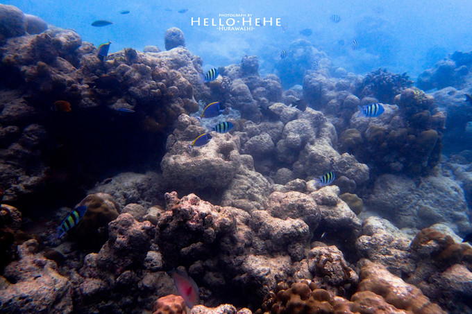 芙拉瓦丽岛 Hurawalhi Maldives