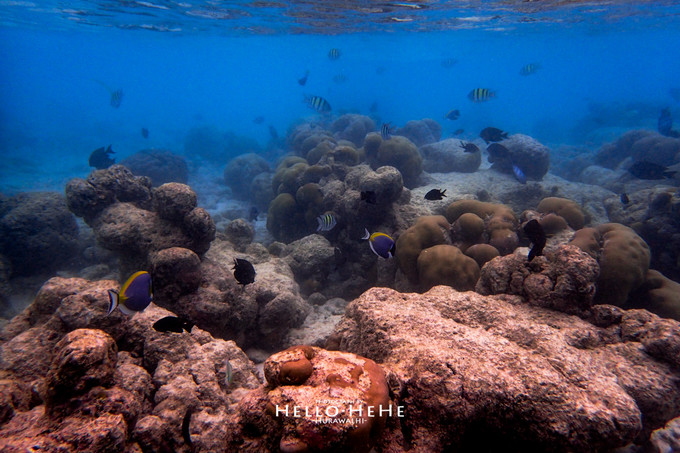 芙拉瓦丽岛 Hurawalhi Maldives