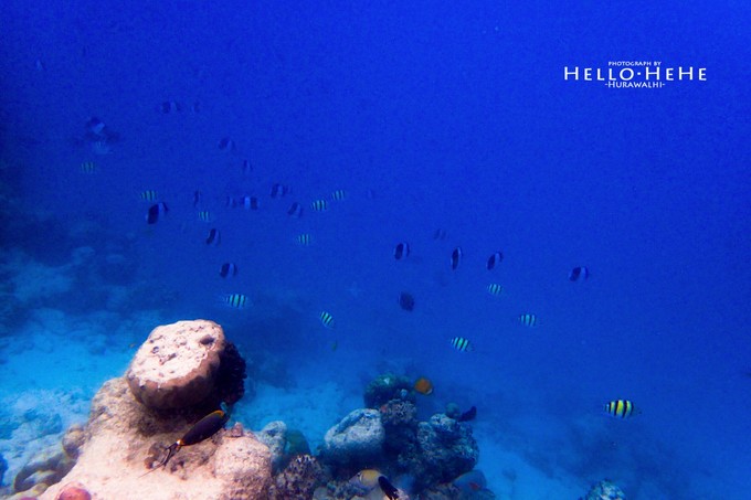 芙拉瓦丽岛 Hurawalhi Maldives