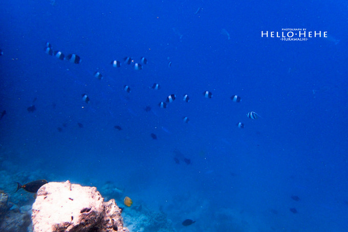 芙拉瓦丽岛 Hurawalhi Maldives