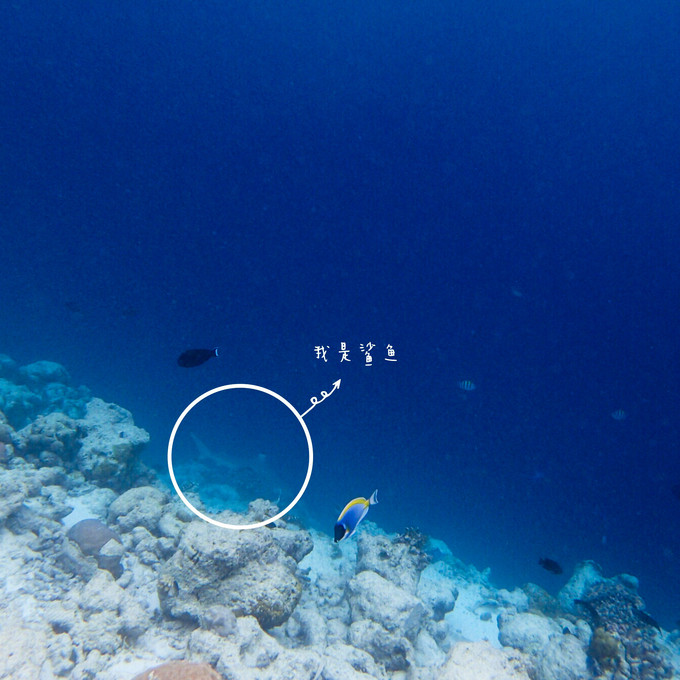 芙拉瓦丽岛 Hurawalhi Maldives
