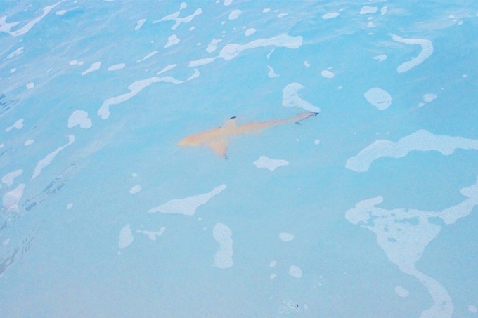 芙拉瓦丽岛 Hurawalhi Maldives