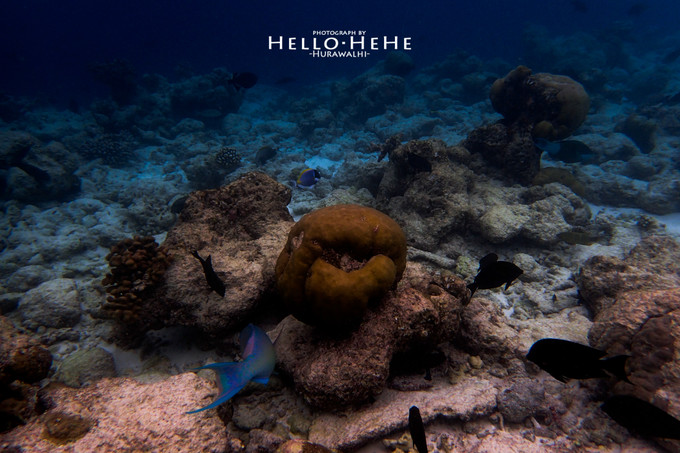 芙拉瓦丽岛 Hurawalhi Maldives
