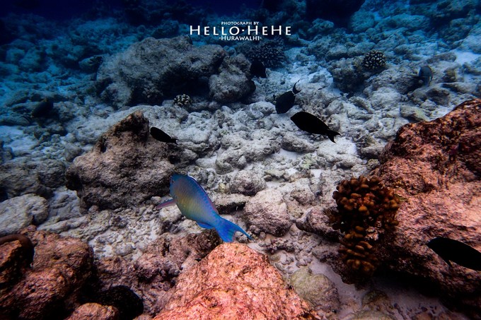芙拉瓦丽岛 Hurawalhi Maldives