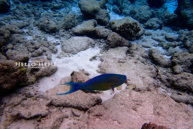 芙拉瓦丽岛 Hurawalhi Maldives