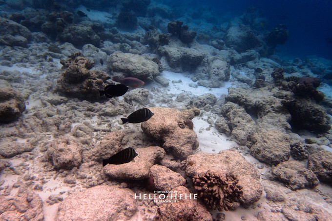 芙拉瓦丽岛 Hurawalhi Maldives