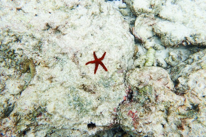芙拉瓦丽岛 Hurawalhi Maldives