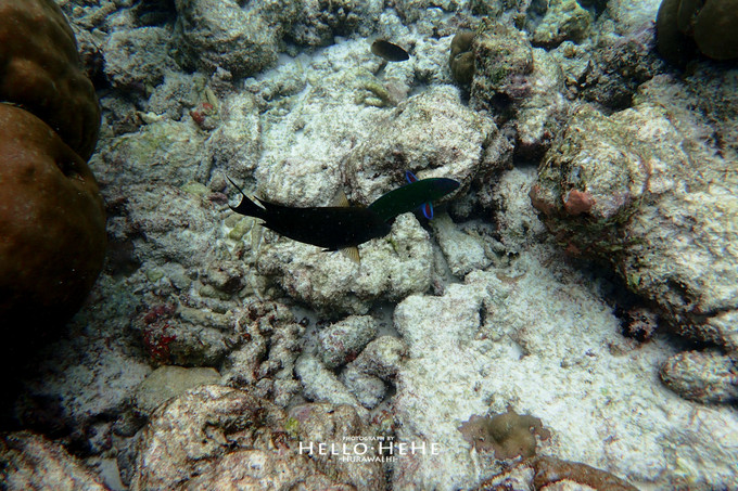 芙拉瓦丽岛 Hurawalhi Maldives
