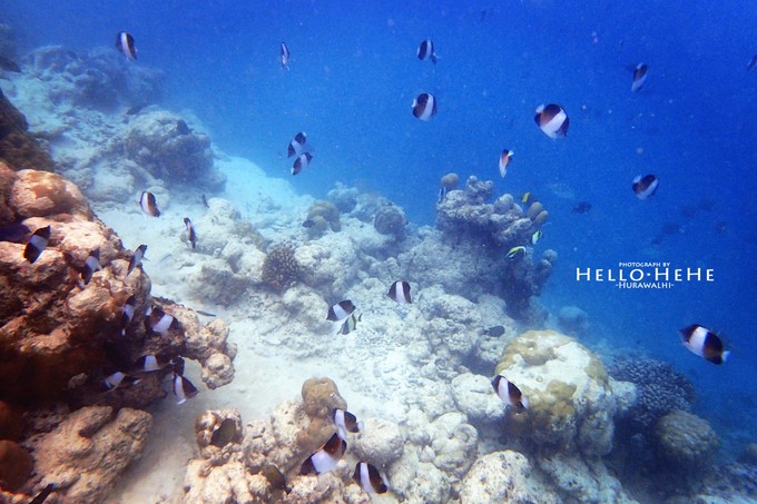 芙拉瓦丽岛 Hurawalhi Maldives