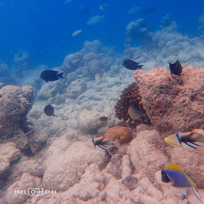 芙拉瓦丽岛 Hurawalhi Maldives
