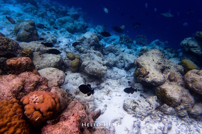 芙拉瓦丽岛 Hurawalhi Maldives