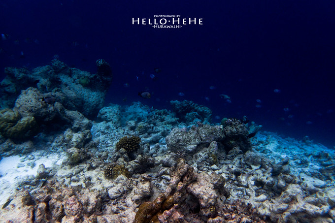 芙拉瓦丽岛 Hurawalhi Maldives
