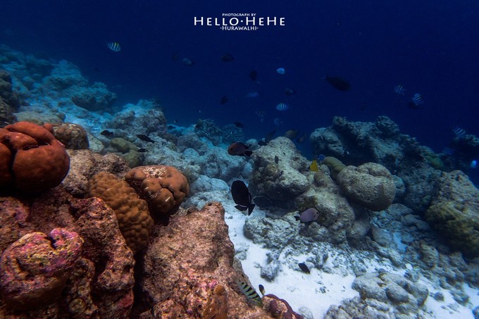 芙拉瓦丽岛 Hurawalhi Maldives