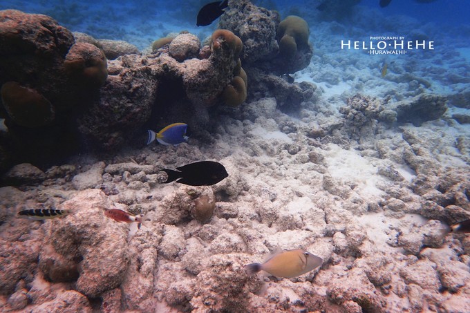 芙拉瓦丽岛 Hurawalhi Maldives