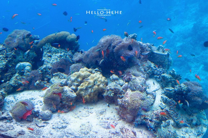 芙拉瓦丽岛 Hurawalhi Maldives