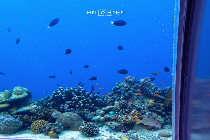 芙拉瓦丽岛 Hurawalhi Maldives
