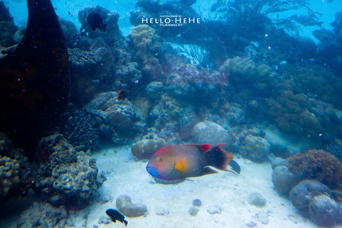芙拉瓦丽岛 Hurawalhi Maldives