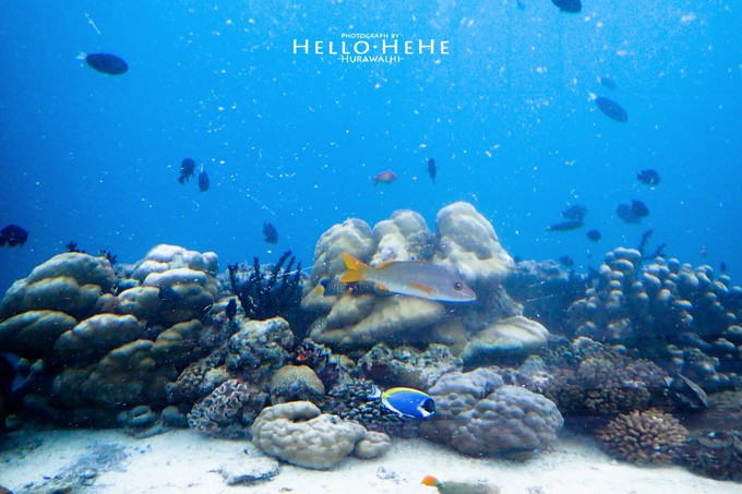 芙拉瓦丽岛 Hurawalhi Maldives