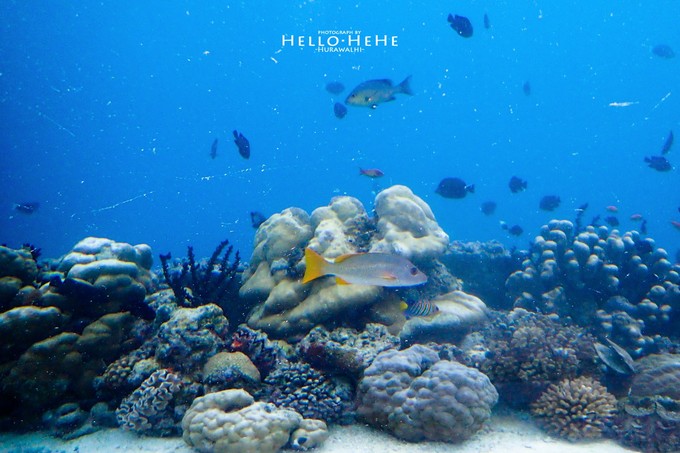芙拉瓦丽岛 Hurawalhi Maldives