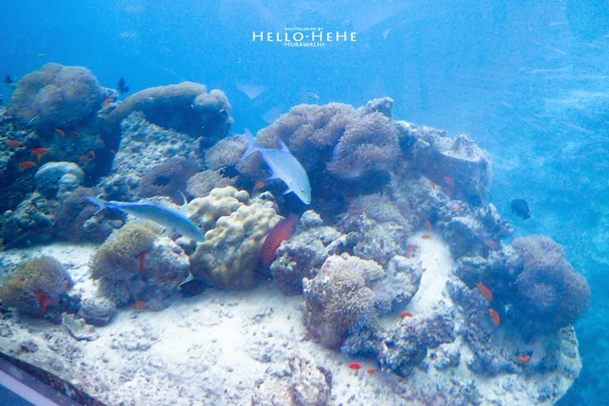 芙拉瓦丽岛 Hurawalhi Maldives