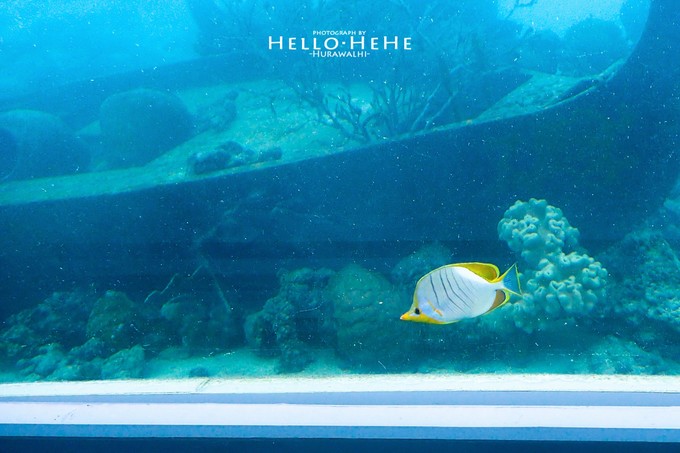 芙拉瓦丽岛 Hurawalhi Maldives