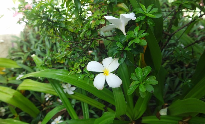 马富士瓦鲁岛 maafushivaru