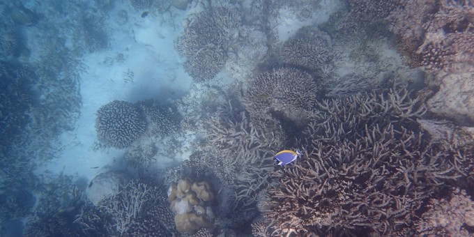 马富士瓦鲁岛 maafushivaru