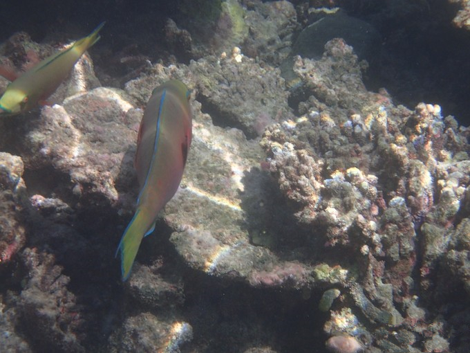 马富士瓦鲁岛 maafushivaru