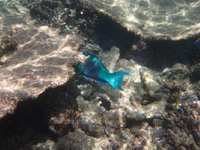 马富士瓦鲁岛 maafushivaru