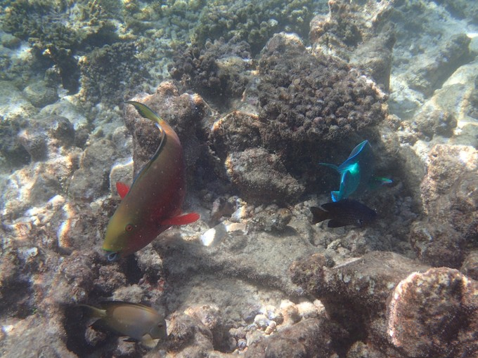 马富士瓦鲁岛 maafushivaru