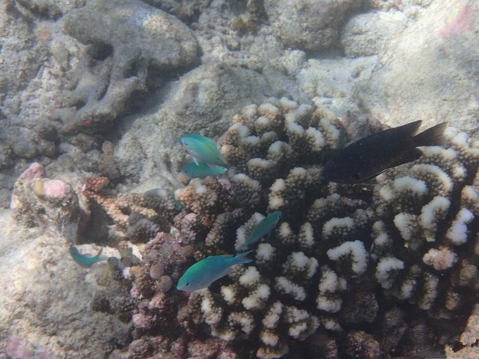 马富士瓦鲁岛 maafushivaru