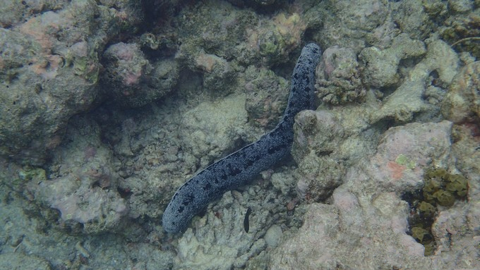 马富士瓦鲁岛 maafushivaru