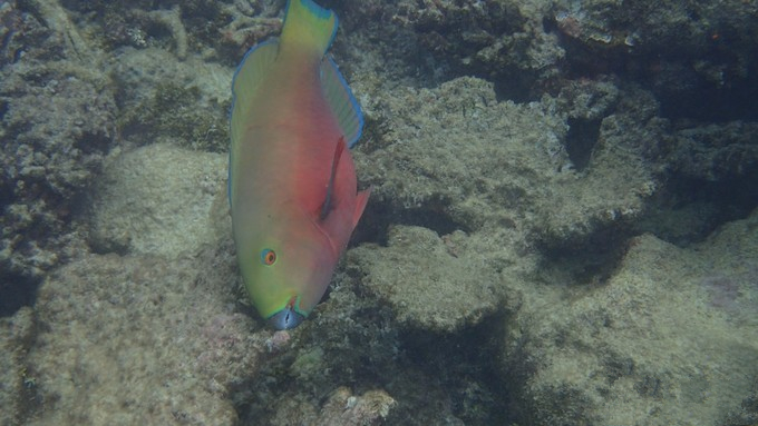 马富士瓦鲁岛 maafushivaru